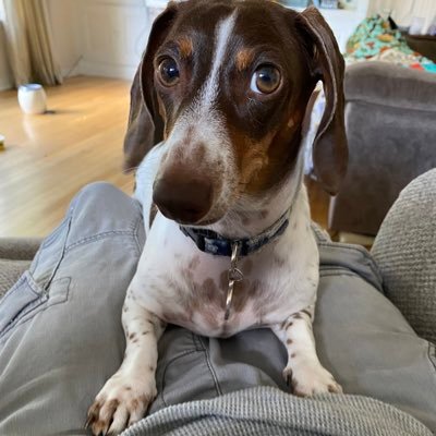 I just turned three years  old , I’m a chocolate piebald dachshund. My favorite things to do are play ball, go on walks and cuddle with my mom.