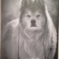 NormalGuy (@sinopf54) 's Twitter Profile