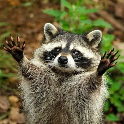 welcome to the #Raccoon Lovers page!Follow us for smile 😍 The page dedicated for all #Raccon owners and Lovers 😎