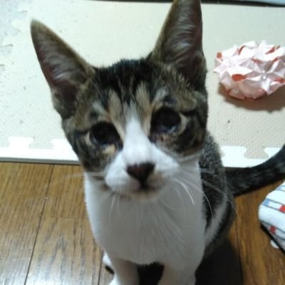 pinguuu0207's profile picture. 8匹の猫達とキッズ達に囲まれて過ごしています✨

🌈2019.12.29　ちびこ🌈
🌈2022.02.19　かちゅぶち🌈
🌈2022.11.26 　きなこ🌈

　　　　　　　　　　　　　　　　　　　　　　　　　　　　　　　　ニャン友ねっとわーく北海道函館支部高盛レスキュー