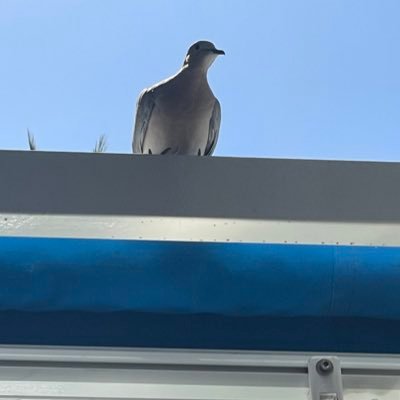 Soberingdiaries's profile picture. I’m on a mission to civilize