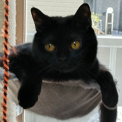 jiji5104's profile picture. 初老ライダー　　　　　　　　　　　　　　フォルツァ250(MF15)  ハンターカブ125(JA65)底無し沼入り😭