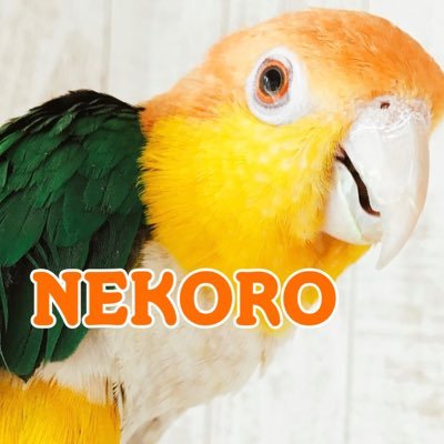 鳥のおもちゃ屋さんNEKORO(寝ころび屋)🎁鳥屋で働きながら作っています。専門店のたくさんの鳥さん達とパーツ選びなどしています。自宅で文鳥、カンムリウズラ、イワシャコ、保護ハト、オカメ、ウロコ、シロハラ、モモイロ、ムラクモ、コンゴウインコと暮らしています。アイコンはシロハラインコのコロ助くん。