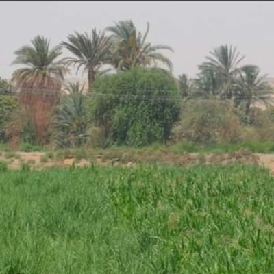 اللهم جنه بغير حساب