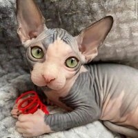 Mink Sphynx World(@MinkSphynx) 's Twitter Profile Photo