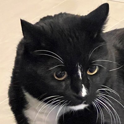 sylvesterneko's profile picture. 