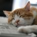 Cat (@thatcryptocat) Twitter profile photo Cat (@thatcryptocat) Twitter profile photo
