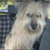 Perduts trobats🐕🐈Catalunya (@pont_roma) Twitter profile photo Perduts trobats🐕🐈Catalunya (@pont_roma) Twitter profile photo