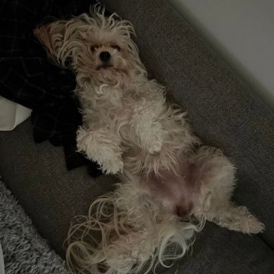 T_Ovich's profile picture. Silly Billy