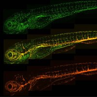 22nd Australia and New Zealand Zebrafish Meeting (@anzebrafish) 's Twitter Profile