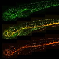 21st Australia and New Zealand Zebrafish Meeting(@ANZebrafish) 's Twitter Profile Photo