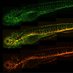 22nd Australia and New Zealand Zebrafish Meeting (@anzebrafish) Twitter profile photo 22nd Australia and New Zealand Zebrafish Meeting (@anzebrafish) Twitter profile photo