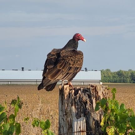 MindofAhmed's profile picture. Liebe Fur alle , Hass Fur Keinen