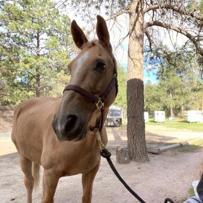 Unexpected horse owner, travel w/quirky adolescent students, mixed-methods PhD, over-committed mom. From pine trees & saunas, now living in Denver.