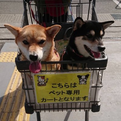 柴犬2匹飼ってます!茶色い子がクッキー、黒い子がマロンです!TL44 黄色 ポケモンGO 無言フォロー失礼します🙇♂ 大阪でのんびりやっています🐌💭🐶