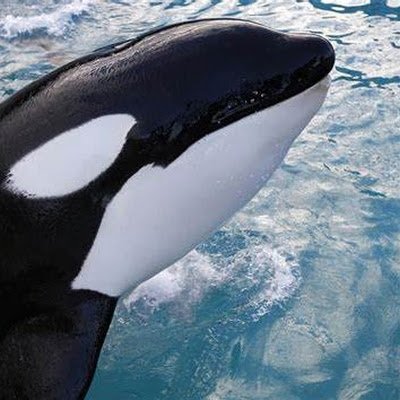 RoboticsOrca's profile picture. A rookie FTC Team from MD