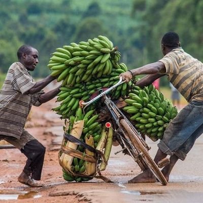 Professional with a fervent interest in agricultural development.