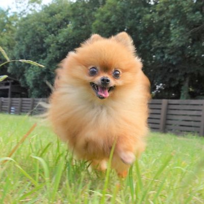 犬 ♡ アニメ ♡ ポケモンgo ♡ 美味しい物 ♡ 株主優待 が好き ♡
Amazonアソシエイト に参加中
防災グッズ ⤵
https://t.co/ZljTs8fdlZ
本垢 ⤵
@mugi_choco_tto