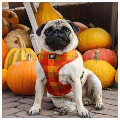 I am a lover of pugs. I am always to spend time with more of them. follow me for pug photos & videos.