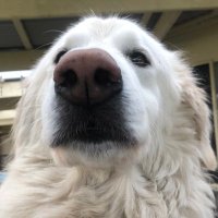 schmory (@schmoree) 's Twitter Profile