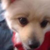 Ronni Ruskin (@ronnioz350) 's Twitter Profile