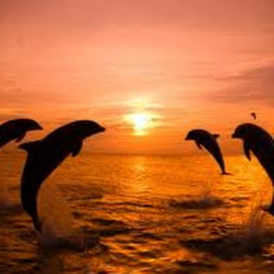 mikalmu1's profile picture. 