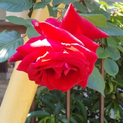 n9YSf3Sg7rYnld4's profile picture. くまめん、熊本玉名ラーメン🍜🍥、六本木店、神田店があります。上智大学OBが経営するラーメン屋です。六本木店は上智大学OB+OGと熊本県民のたまり場になってます。よろしくお願いします。2025年7月にインドネシアバリ島に出店しました。🍜🍥