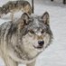 algebraic wolf (@algebraicwolf) Twitter profile photo algebraic wolf (@algebraicwolf) Twitter profile photo