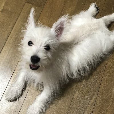 白犬