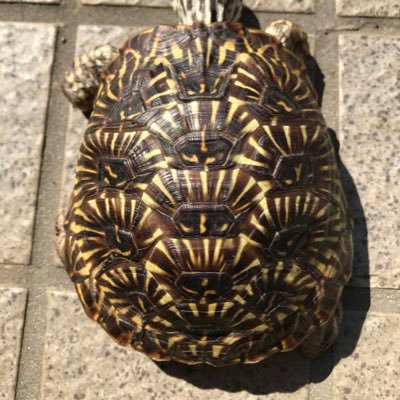 🐢×13🐍×2🕷×6サラマンダー飼育してます。 無言フォロー失礼します。