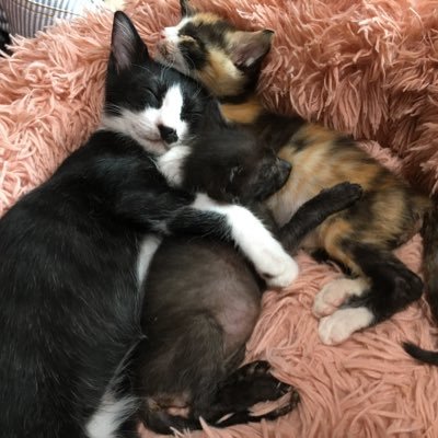 koko_tyatya's profile picture. ミルクボランティアを初めて、預かりニャンコと保護ニャンコ・ワンコと毎日楽しく過ごして居ます🤗 個人で、TNR活動 ずっとのお家を、見つけてあげたるのを目標（譲渡会） にして居ます😽