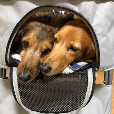 cim514's profile picture. ミニチュアダックス兄妹のいな♂🐕2025.1.23💐 めい♀🐶16歳