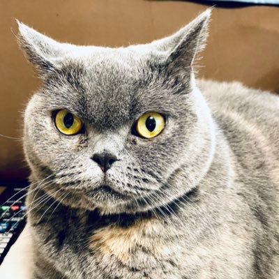 Twitterはじめました。猫とバス、旅行が好きな家電量販店の販売員です。よろしくお願いします！