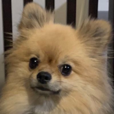 zyutama's profile picture. なんか電気のエンジニアらしい。