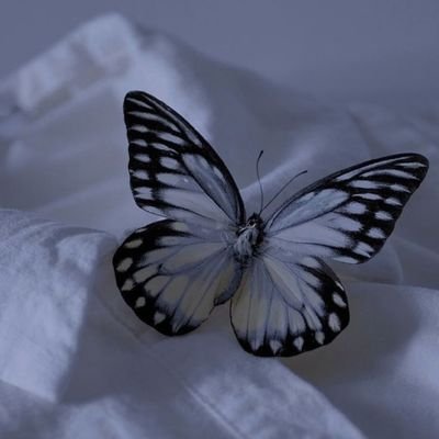 butterfly 🦋