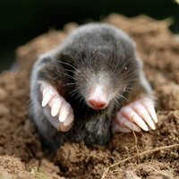 Leonids Kurmis (@leonidskurmis) 's Twitter Profile