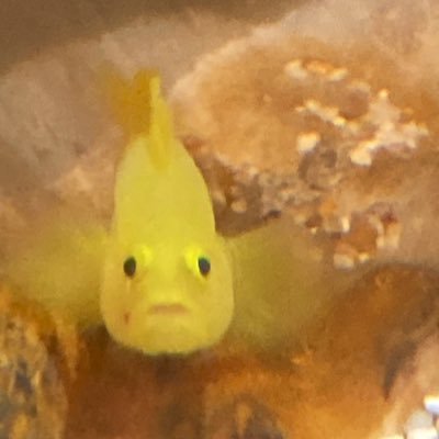 ただ自分が生まれた国が純粋に好きなだけの普通の人間です🇯🇵偏向マスゴミ特亜大嫌い。保守系の方へ無言フォロー失礼します。 #日本保守党支持!だらし内閣の絶望しかない中、日本保守党は一筋の光です!フォロバ大歓迎。儲かる系エロ系は即ブロック #六四天安門 くまのプーさん習近平 スペースは殆ど聞く専門です。