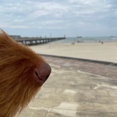 love art, design, culture, dogs, good food, nice people, andre, bonnefanten
