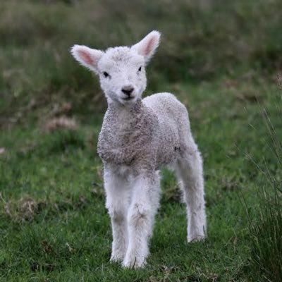 apajarelah's profile picture. "If someone has a hundred sheep and one of them wanders off, doesn’t he leave the ninety-nine and go after the one?"