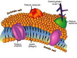 I regulate the flow of materials in and out of the cell. I'm important because I hold cells together and regulate homeostasis.