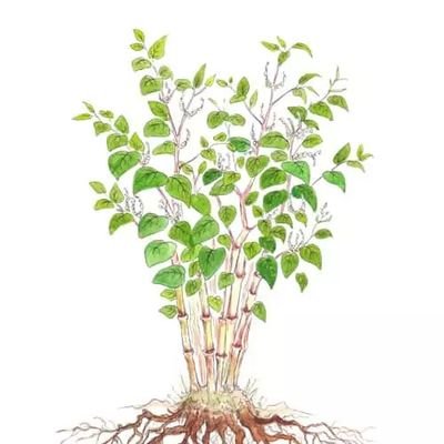 A society established to challenge propaganda about the plant, and promote its legal use in British gardens.