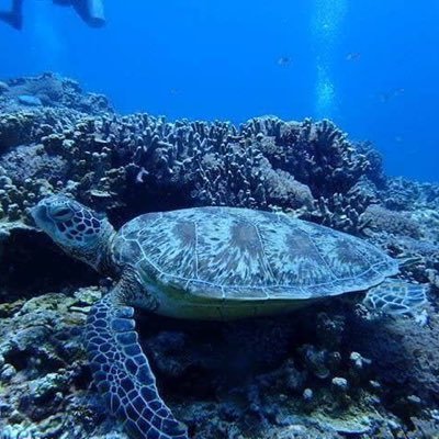 spygame's profile picture. spygeme