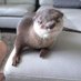 mamacass (@otterlimits37) Twitter profile photo mamacass (@otterlimits37) Twitter profile photo
