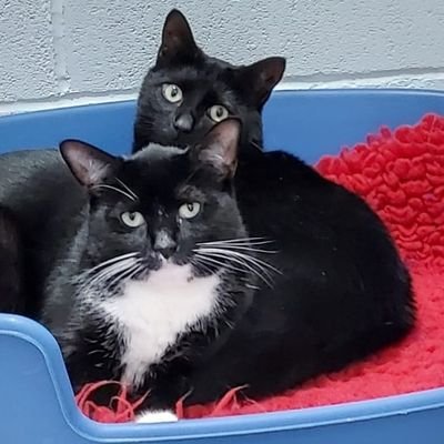 We're Deeks (affectionate Tux boy) and Mavis (sassy girl house panther): best alarm clocks EVER!