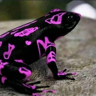 froggy187888 Profile Picture