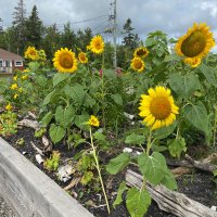 Solange Boudreau (@eponge221) 's Twitter Profile