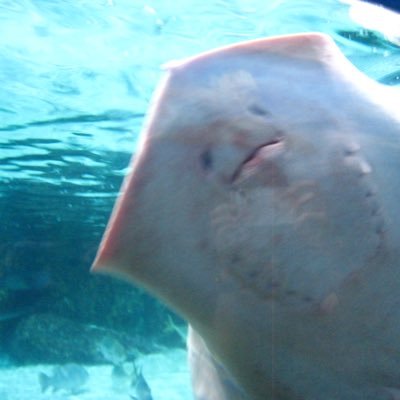 ammasosadbruh's profile picture. 