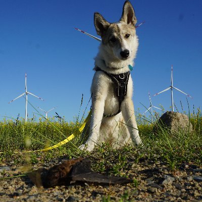 🐕Wildlife detection dog in training to detect carcasses 🦇 at wind turbines, #workingdogs @IZWberlin, @bio_move and Wildlife Detection Dogs e.V. member🐾