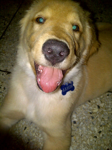 aaron_puppyDogs's profile picture. Hello,I'm Aaron 3months I have very loving and playful, at best, play fairly, but what I love is when a new friend conosco give you all my love so follow me ツ♥