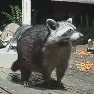 RaccoonRavine's profile picture. We r Raccoons. We live in a swamp. Friends a skunk or possum visit. You see us on https://t.co/Y15wmfFCZA. Sign a petition to save us  https://t.co/AWUSKaSdlH